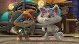 May the Best Cat Win