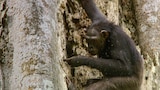 Congo
