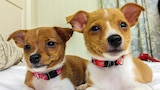 Perritos profesionales