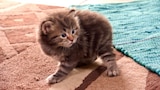 Felinos y caninos