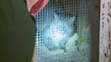Bobcat on the Loose