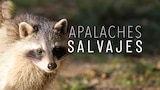 Apalaches salvajes