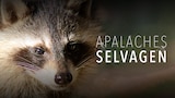 Apalaches Selvagens