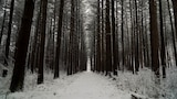 A Sasquatch Spotted in Siberia and More