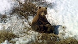 A Day in the Wildlife