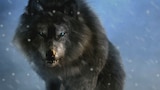 Revenge of the Monster Wolf