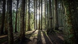 Banff Bigfoot and More