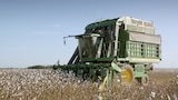 Cotton, Rodeo Roping Chutes, Asian Noodles, and Rotary Engines