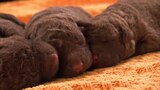 Suaves cachorros