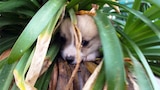 Puppies Making Mischief