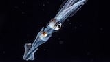 Hunger at Sea