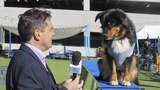 Puppy Bowl XX Pregame Show