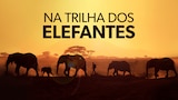Na Trilha dos Elefantes