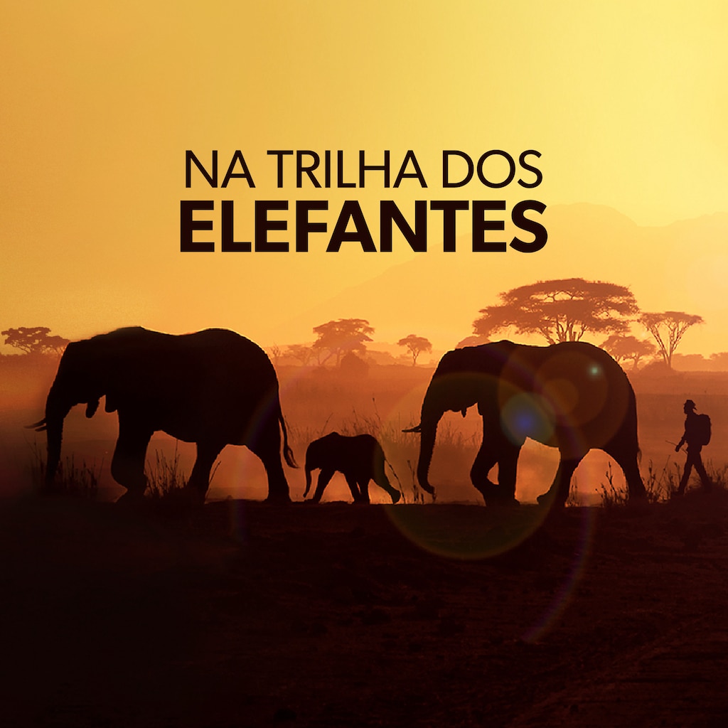 Na Trilha dos Elefantes