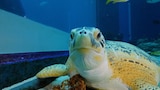 Slimy Is the New Fuzzy
