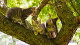 Gatos curiosos