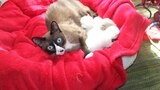 Puppy and Kitten Holiday Special
