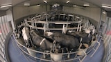 Scania Trucks, Miracle Forensics, Gouda