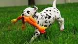 Cachorros con manchas