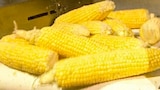 Holograms, Package Printing, Skin Cultures, and Canned Corn