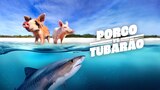 Porco Vs. Tubarão