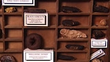 Bizarro Foods Unwrapped