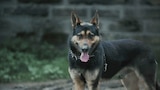 Louisville Dog Senses a Poltergeist and More