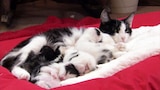 Little Wildcats