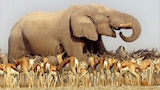 Kalahari
