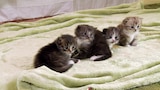 Gatos chiquitos