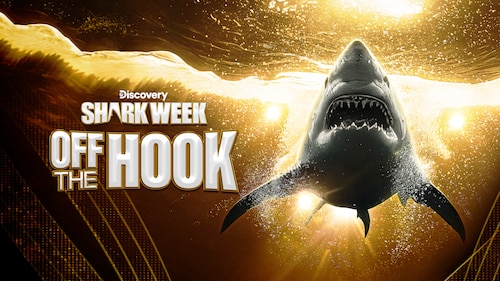 Watch Shark Week: Off the Hook | discovery+