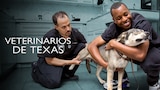Veterinarios de Texas