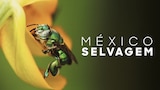 México Selvagem