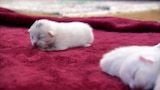 Puffy Beach Kitties