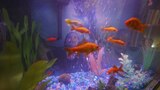 Underwater Fantasy Kids Room