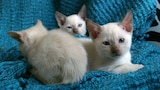 Gatitos