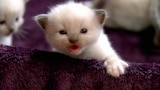 Como perros y gatos