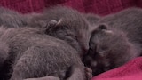 Gatos y zorrillos