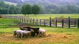 Morning at the Dairy Farm