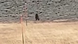 Utah Sasquatch and More