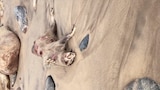 The Montauk Monster and More