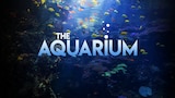 The Aquarium