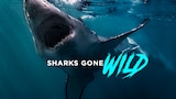 Sharks Gone Wild