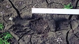 Big Sky Bigfoot