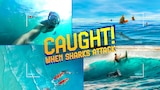 Caught! When Sharks Attack