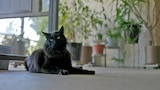 Fluffy's Last Stand