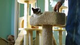 My Therapy Cat Needs Therapy