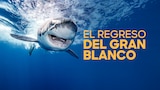El regreso del gran blanco