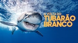 A Volta do Tubarão-branco