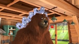 Uncouth Bear